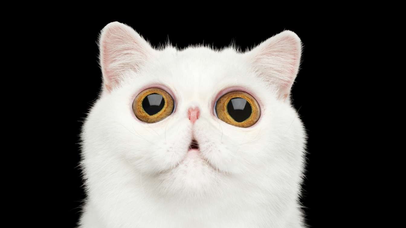 Cat with big hypnotising eyes